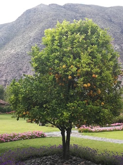 einzelner baum